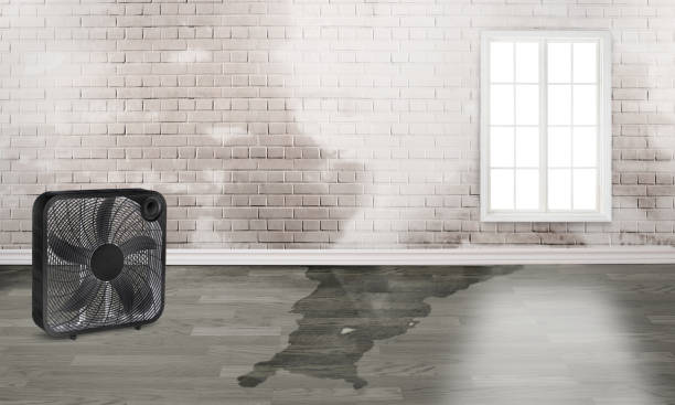 Best Mold removal after water damage  in Canadian, TX